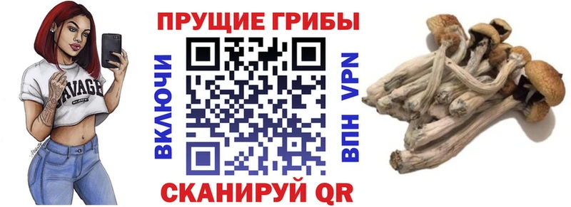 Псилоцибиновые грибы Cubensis  Купить  Донецк 